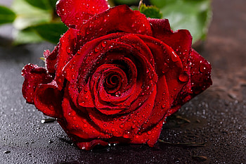 Flowers, Drops, Rose Flower, Rose, Petals, Wet HD wallpaper