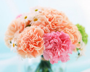 Elegant flowers, elegant, flowers, bloom, petals HD wallpaper