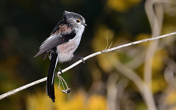 Titmouse, animal, nature, bird HD wallpaper