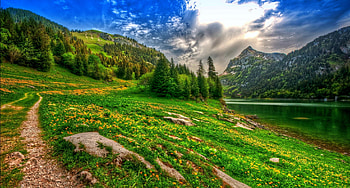 Flowering mountain meadow, wildflowers, greenery, sky, beautiful, meadow, grass, spring, mountain, slope HD wallpaper