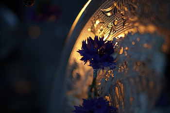 Flowers, Flower, Rays, Beams, Pattern, Tray, Cornflower HD wallpaper