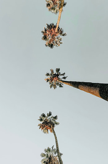 Nature, Sky, Palms, Minimalism HD phone wallpaper