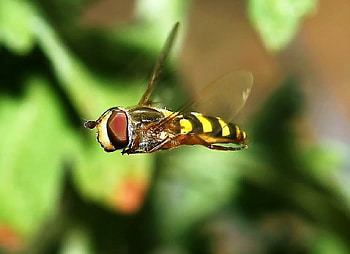 Hoverfly, wings, stripes, bee, insect HD wallpaper
