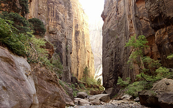 The Narrows of Zion, Utah, rocks, usa, stones, canyon, trees HD wallpaper