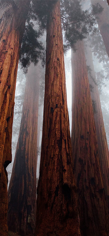 Redwood National Park, , Breathtaking landscapes, State parks HD phone wallpaper