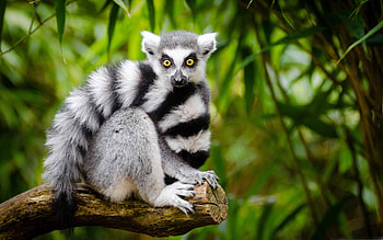 Ring-tailed lemur, MacBook Air , able background, Tech-savvy HD wallpaper