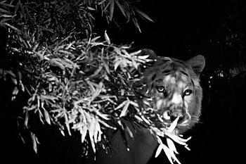 Animals, Branches, Hide, Bw, Chb, Tiger, White Tiger HD wallpaper