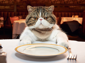 Waiting for dinner, pisica, animal, table, dinner, cat, funny, dish HD wallpaper