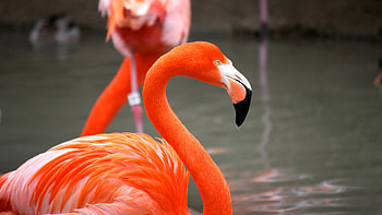 Red flamingo, Flamingos HD wallpaper