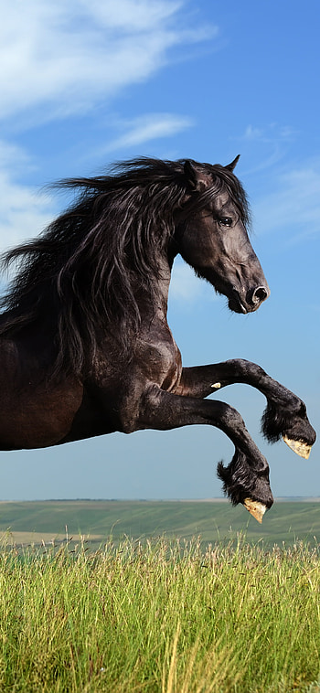 horse, Animal HD phone wallpaper