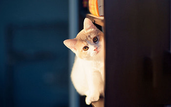 Animals, Cat, Wall, Playful, Peek Out, Look Out HD wallpaper
