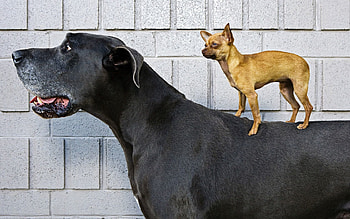 Animals, Friendship, Big Dog, Little Dog HD wallpaper