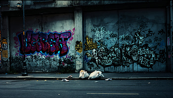Vibrant Graffiti Wall – Ultra, graffiti, urban, Street Art, trash HD wallpaper