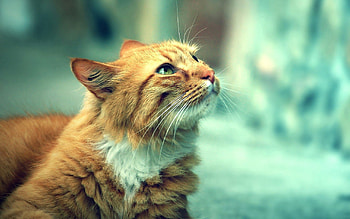 Animals, Cat, Fluffy, Muzzle, Heat, Warmth, Bask HD wallpaper