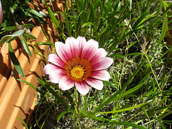 PRETTY GAZANIA, FLOWER, PRETTY, GAZANIA HD wallpaper