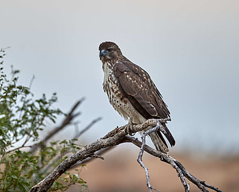 Animals, Bird, Branch, Predator, Wildlife, Hawk HD wallpaper