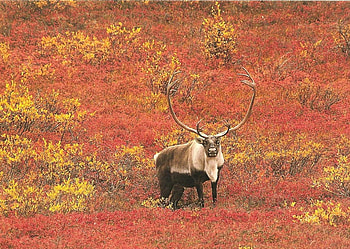 denali caribou, caribou, deer, animals HD wallpaper