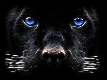 | Background ID:433886. Animal Black Panther HD wallpaper
