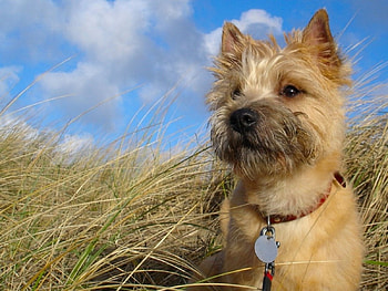 Puppy, dogs, puppies HD wallpaper
