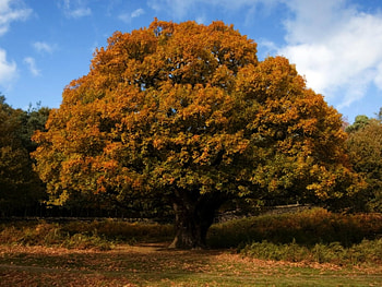 Oak tree autumn, season, oak, autumn, nature, tree HD wallpaper