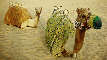 Camel , Desert scenery HD wallpaper