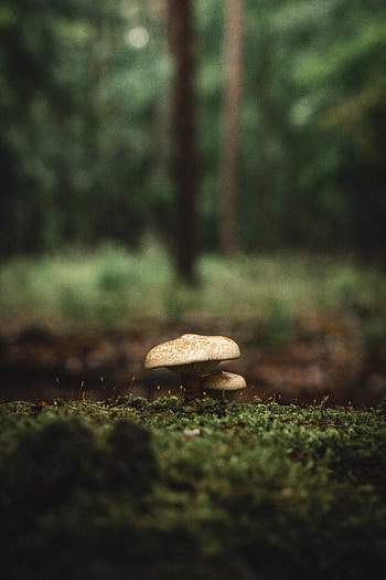 Nature, Grass, Macro, Mushroom, Moss HD phone wallpaper