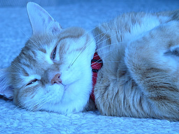 Snow kitten, winter, kitten, holiday, snow, christmas, cat HD wallpaper