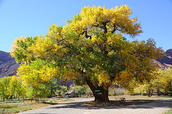 Eastern cottonwood, Purdue Fort Wayne, Tree information, Natural habitat HD wallpaper
