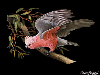 GALLAH IN TREE, GALLAH, AERT, CREATION, BIRD HD wallpaper