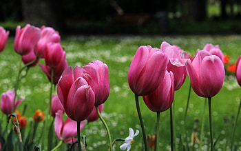 pink tulips, spring, park, wildflowers, spring flowers, tulips, background with pink tulips HD wallpaper