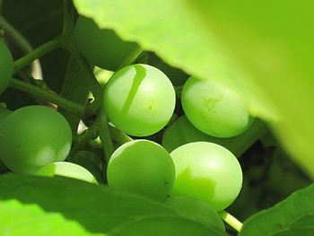 Fruits, Food, Grapes, Berries HD wallpaper