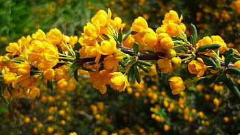 Plants, Flowers HD wallpaper