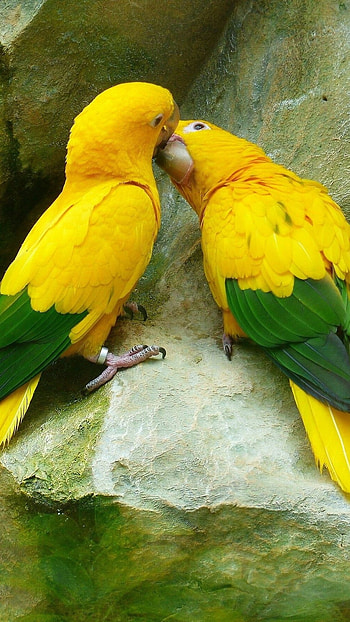 Love Birds, Cute, Birds HD phone wallpaper