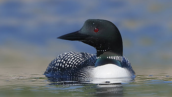 Loon , 2048x1365 resolution, Baltana HD wallpaper