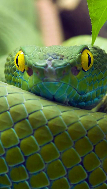 Trimeresurus macrops, Snakes HD phone wallpaper