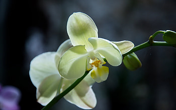 Plants, Flowers HD wallpaper