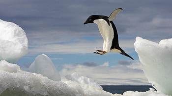 Adelie Penguin, animal, penguin, bird, adelie HD wallpaper