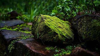 Moss-Cloaked Stone — Nature, Rock HD wallpaper