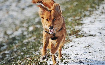 Animals, Dog, Path, Run, Run Away, Wind HD wallpaper