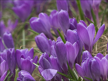 Plants, Flowers, Violet HD wallpaper