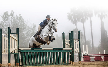 Panacur MOA, Equine health, Deworming solution, Merck equine HD wallpaper