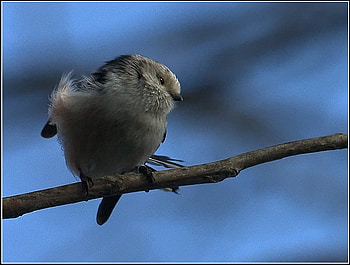 Cute Bird, cool, cute, bird HD wallpaper
