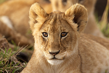Animals, Young, Muzzle, Lion, Predator, Joey HD wallpaper