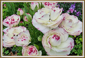 LOVELY FLOWERS, NATURE, FLOWERS, LOVELY HD wallpaper
