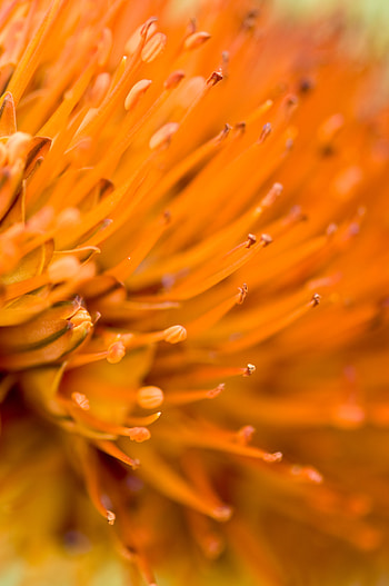 Flower, Macro, Blur, Smooth HD phone wallpaper