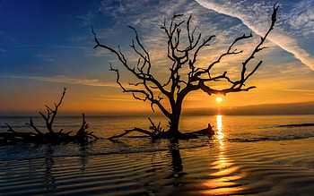 Jekyll Island, Georgia, golden, reflection, sun, sunset, usa, tree HD wallpaper