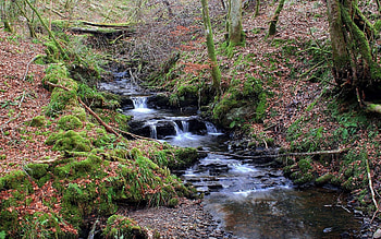 Nature, Water, Trees, Leaves, Forest, Moss, Creek, Brook HD wallpaper