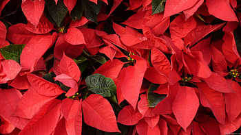 Red poinsettias, MLE , Festive atmosphere, Stunning flora HD wallpaper