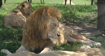 Lion male with his pride, mammal, african wildlife, panthera leo, lion HD wallpaper