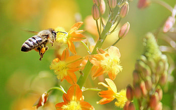 Animal , Bee's beauty, Insect's marvel, Nature's visitor HD wallpaper